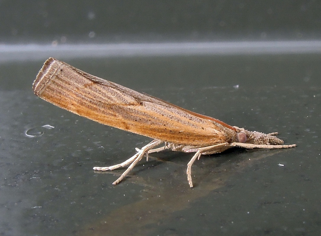 Pediasia contaminella (Crambidae)